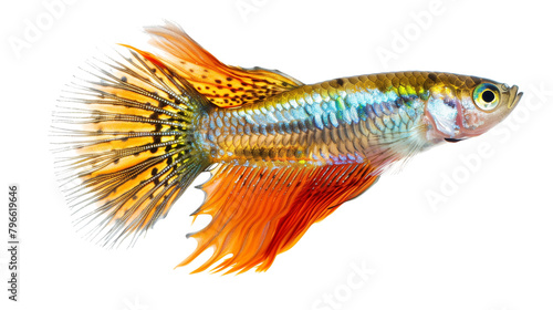Colorfu guppy fish isolated on white background