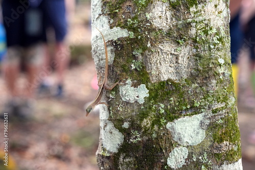 Watts Anolis (Anolis wattsii), Saumfinger an einem Baum, Rinde, Borke, Echse, Leguanartige, endemische Art, Antigua, Karibik