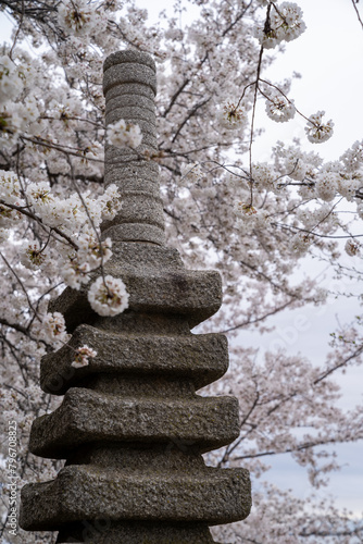Beautiful Japanese Pagoda at the tidal basin in Washington DC during cherry blossom season