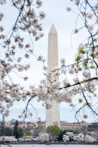 Cherry blossoms frame the Washington Monument