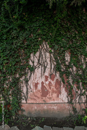 Imagen vertical de muro antiguo con pintura descascarada con enredadera sobre el mismo
