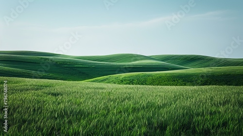 b'Green rolling hills of wheat field'