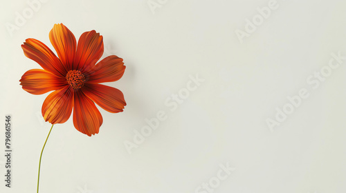 A beautiful orange flower in full bloom against a solid white background.