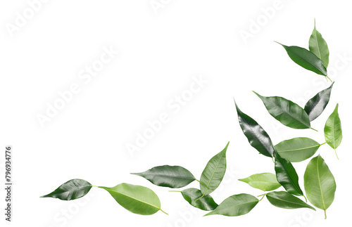 Ficus Benjamina green leaves, frame weeping fig, isolated on white, clipping path
