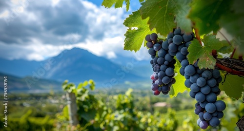 Lush vineyard with ripe grapes and mountain landscape