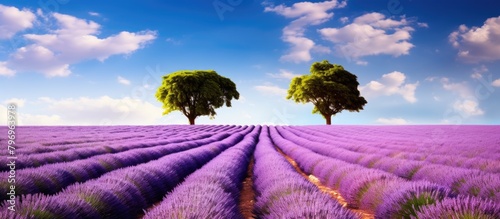 Lavender field with two trees