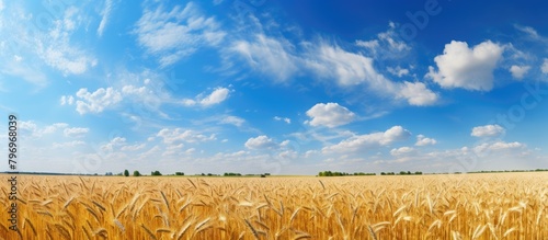 Field of golden wheat under clear blue sky