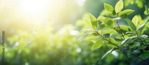 A plant's green leaves illuminated by sunlight