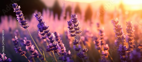 Sunlit lavender blooms