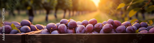 Plums harvested in a wooden box in an orchard with sunset. Natural organic fruit abundance. Agriculture, healthy and natural food concept. Horizontal composition, banner.