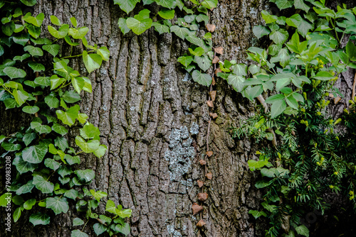 Grüne Efeublätter wachsend auf einem Baum, die Struktur des Baumes ist klar zu erkennen