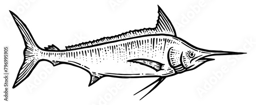 Swordfish marlin sketch line art engraving PNG illustration. Scratch board style imitation. Hand drawn image.