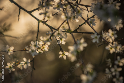 Pretty blossom flowers with evening light