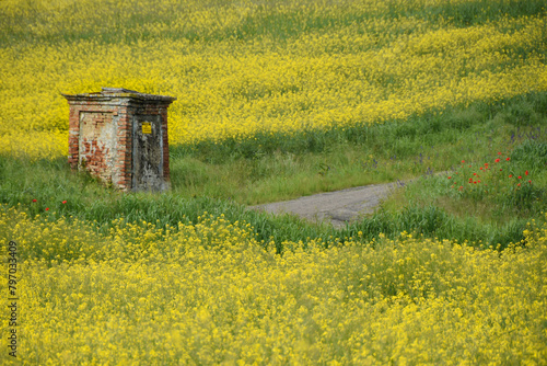 Tortona, road in flowering rapeseed field, Alessandria, Piedmont, Italy
