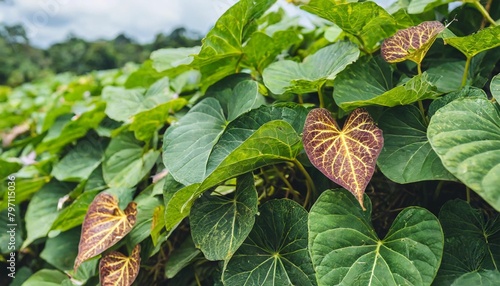 hanging vine tropical forest plant bush with heart shaped green leaves and brown young leaves of purple yam or winged yam dioscorea alata the tropic jungle plant growing in wild