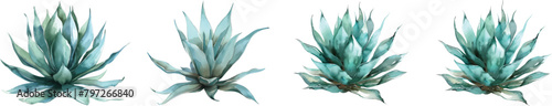 3d illustration Set of Agave shawii x attenuata tree isolated on transparent background
