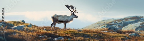 A reindeer standing on a rocky hilltop overlooking a vast mountain landscape.