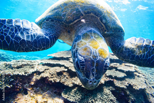 逆光の中ゆったり泳ぐ美しく大きなアオウミガメ（ウミガメ科）とダイバー達。スキンダイビングポイントの底土海水浴場。 航路の終点、太平洋の大きな孤島、八丈島。 東京都伊豆諸島。 2020年2月22日水中撮影。Beautiful and large green sea turtle (Chelonia mydas, family Turtles) swimming leisurely 