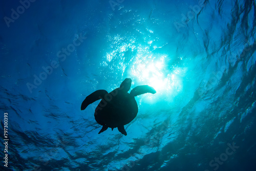 逆光のサンゴ礁の水面をゆったりと泳ぐ大きく美しいアオウミガメ（ウミガメ科）のシルエット。スキンダイビングポイントの底土海水浴場。 航路の終点、太平洋の大きな孤島、八丈島。 東京都伊豆諸島。 2020年2月22日水中撮影。The silhouette of a large, beautiful green sea turtles (Chelonia mydas, family compri