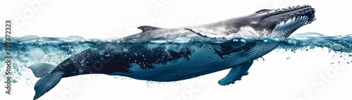 A majestic whale emerges briefly above the oceans surface, its enormous size aweinspiring, isolated on white background