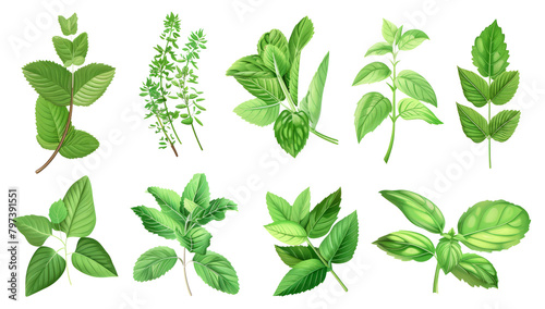 Set of healthy herbs elements, Fresh peppermint, isolated on transparent background.