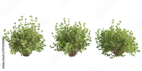 thyme bush transparent background PNG