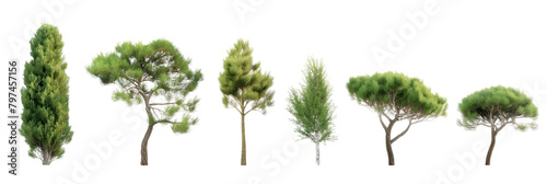 pine trees transparent background PNG 