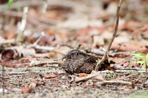 The blackish nightjar (Nyctipolus nigrescens) is a species of bird in the family Caprimulgidae. This photo was taken in Colombia.