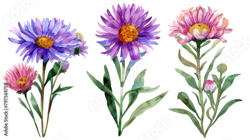Set of Aster flowers clipart watercolor isolated on white or transparent background png cutout