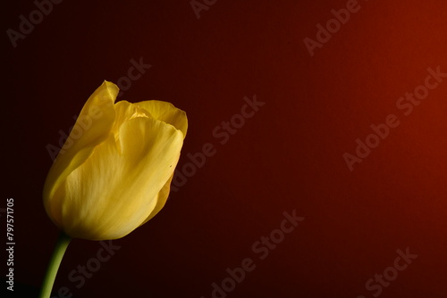  117 / 5 000 Wyniki tłumaczenia Tłumaczenie żółty tulipan na czerwonym tle jako tapeta pulpitu lub fototapeta ekranu telefonu. kartkę z życzeniami i życzenia miłości.