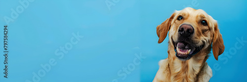 Happy dog therapy web banner. Dog receiving therapy on blue background with copy space.