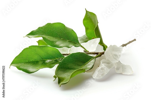 camphor for aroma therapy on aroma lamp for cosmetics, spa, health, nature concept