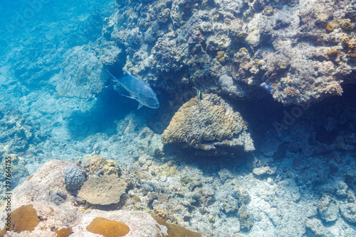 素晴らしいサンゴ礁に現れた、巨大なロウニンアジ（アジ科）と美しいツノダシ（ツノダシ科）他の群れ。 エラからブリ糸状虫（Philometroides seriolae, 寄生虫）がぶら下がっている。 圧倒的に大規模な素晴らしく美しいサンゴ礁。沖縄県島尻郡座間味村阿嘉島の外地島沖にて。 2021年4月28日水中撮影。 Huge Giant trevally, GT (Caranx ignobili