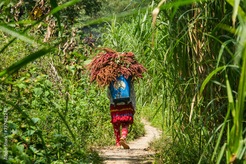Flower Hmong woman carrying amaranth, Ma Pi Leng, Ha Giang, Vietnam