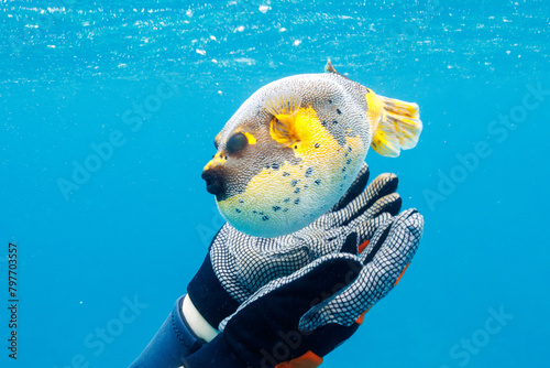素晴らしいサンゴ礁の犬のように可愛いコクテンフグ（フグ科）。 怒って膨らんでいる。 圧倒的に大規模な素晴らしく美しいサンゴ礁。沖縄県島尻郡座間味村阿嘉島の阿嘉ビーチにて。 2021年4月29日水中撮影。 A Blackspotted puffer (Arothron nigropunctatus), lovely as a dog on a wonderful coral reef. Angr