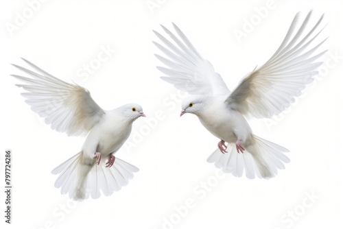 Wedding doves animal pigeon flying.