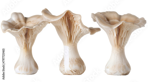 Fresh Organic Oyster Mushroom, Close-Up on Transparent Background - Ideal Cooking Ingredient for Gourmet Vegan Recipes