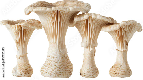 Fresh Organic Oyster Mushroom, Close-Up on Transparent Background - Ideal Cooking Ingredient for Gourmet Vegan Recipes