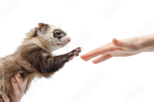 A curious ferret reaching out to touch a human hand with trust and affection