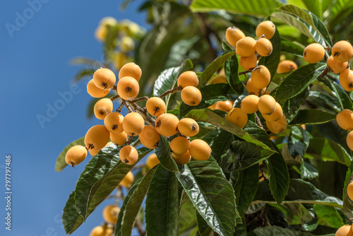 Plenty of loquats fruits between green foliage on tree and blue clear sky at the background.