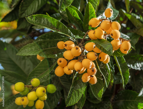 Loquats fruits growing and ripening between green foliage on tree closeup.