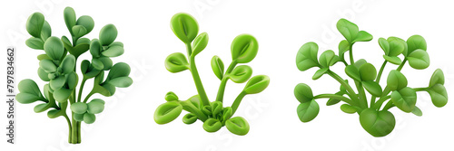 PNG watercress 3d icons and objects collection, in cartoon style minimal on transparent, white background, isolate