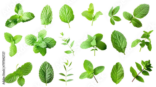 Set of mint leaves isolated on white or transparent background png cutout