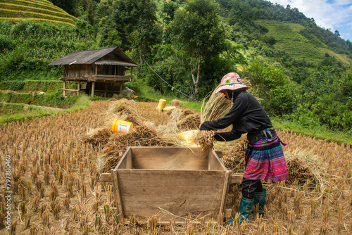 Threshing rice during the harvest, Mu Cang Chai, Yen Bai, Vietnam