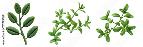 PNG thyme leaf 3d icons and objects collection, in cartoon style minimal on transparent, white background, isolate
