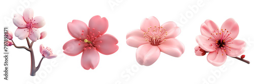 PNG cherry blossom flower 3d icons and objects collection, in cartoon style minimal on transparent, white background, isolate