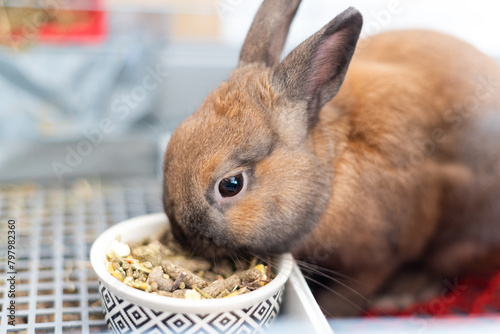 Un lindo conejo marrón comiendo pienso de un cuenco dentro de su jaula. Conejo enano. Cuidados del animal doméstico. Concepto de nutrición saludable de roedores.