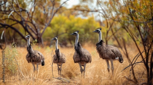 Graceful emu flock roaming free in their natural habitat - wildlife photography of australian emus exploring the wilderness