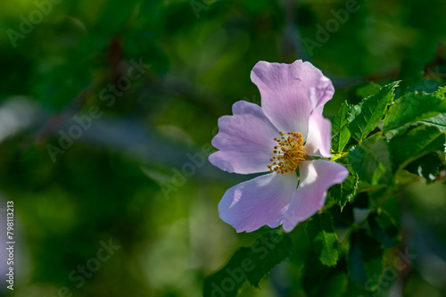 Detail of a wild rose hip flower (Rosa canina) in the field