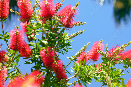 Branches of a blooming callistemon against the blue sky